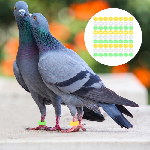 Durable plastic bird leg bands - plastic,