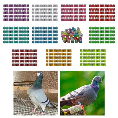 50x reusable 2024 pigeon - 50x,