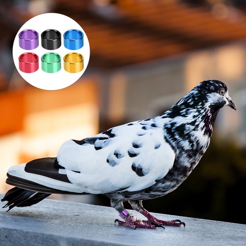 Bird leg bands set - bands, 18pcs
