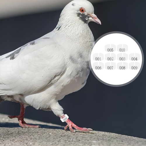 Pigeon identification rings - pigeon,