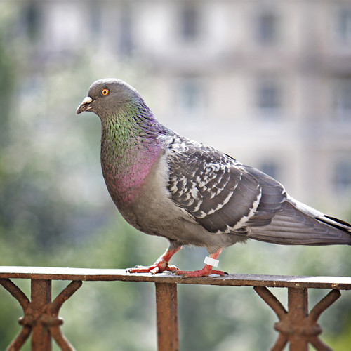 Lightweight plastic pigeon - plastic, leg