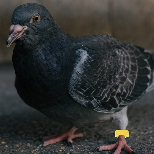 300pcs reusable plastic - plastic, pigeon