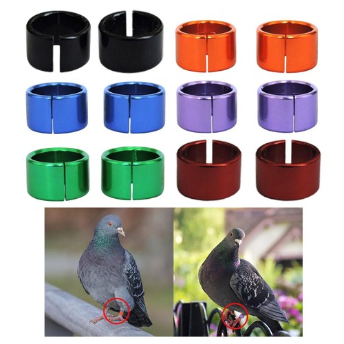 Pieces pigeon leg - 12,