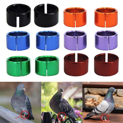 Pieces racing pigeon - racing, leg