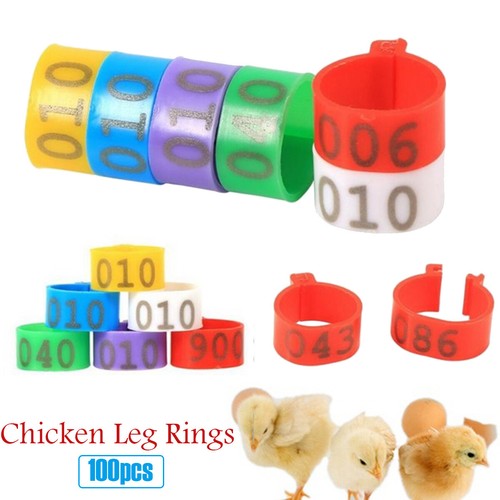 100pcs bird rings - bird,
