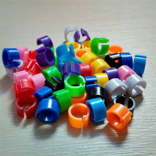 100pcs bird rings leg - bird,