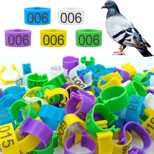 100 pcs poultry ankle bands - ankle,