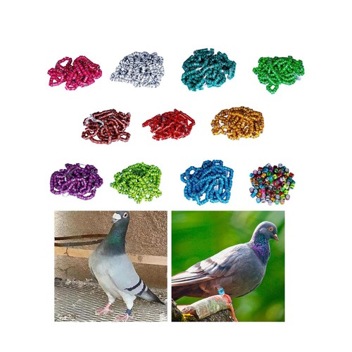 Pigeon leg bands - pigeon,